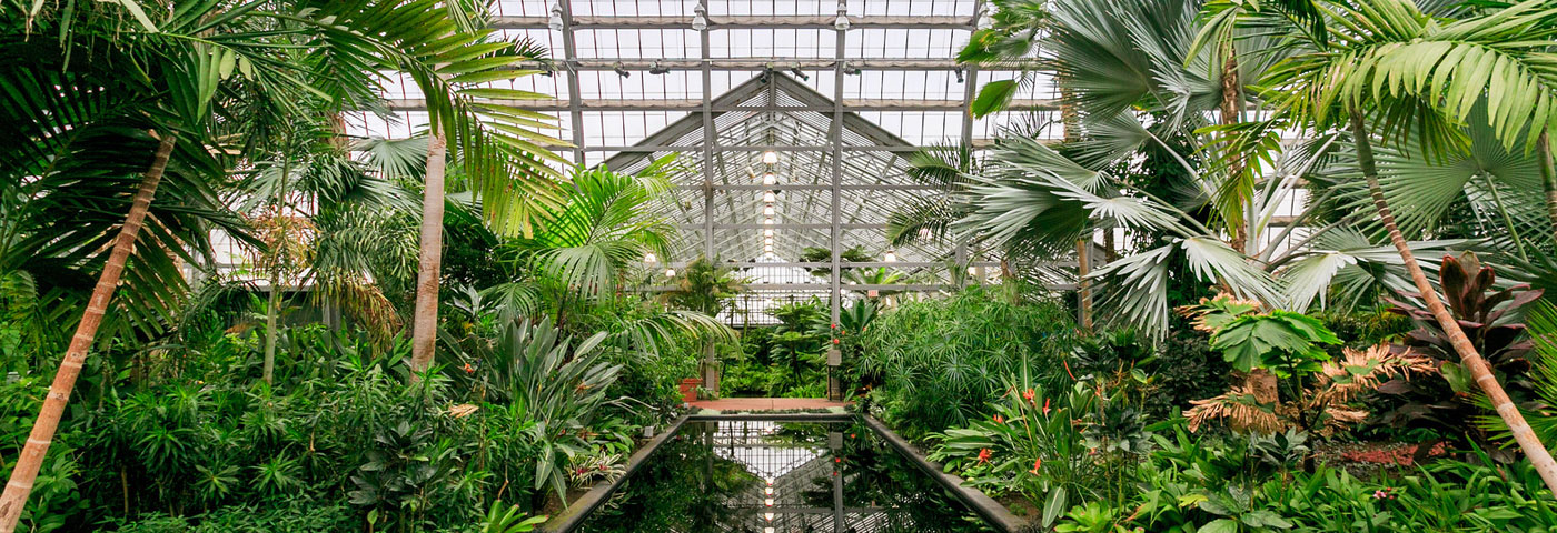bright green trees and plants at the garfield park conservatory